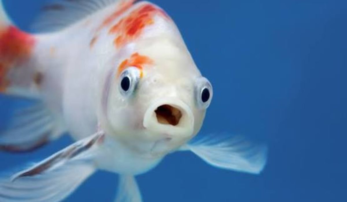 all-time-favorite-fish-names