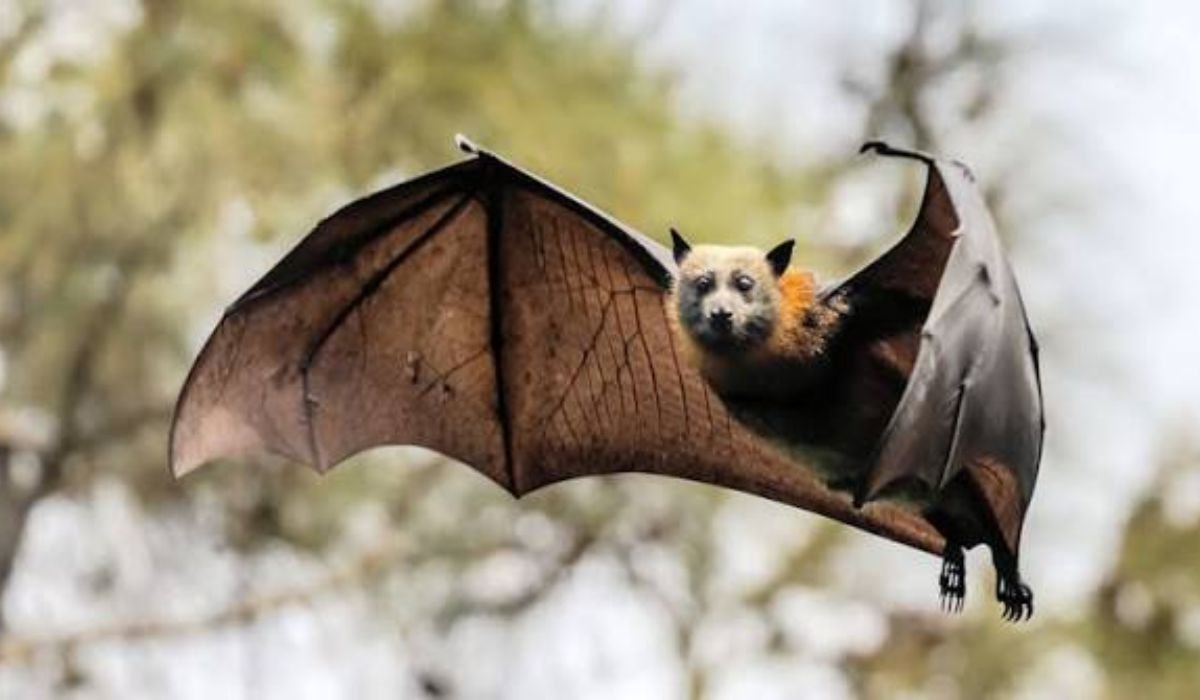 baby-bat-names