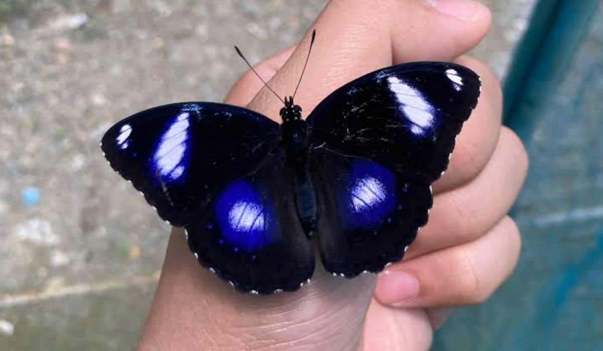 beautiful-butterfly-names