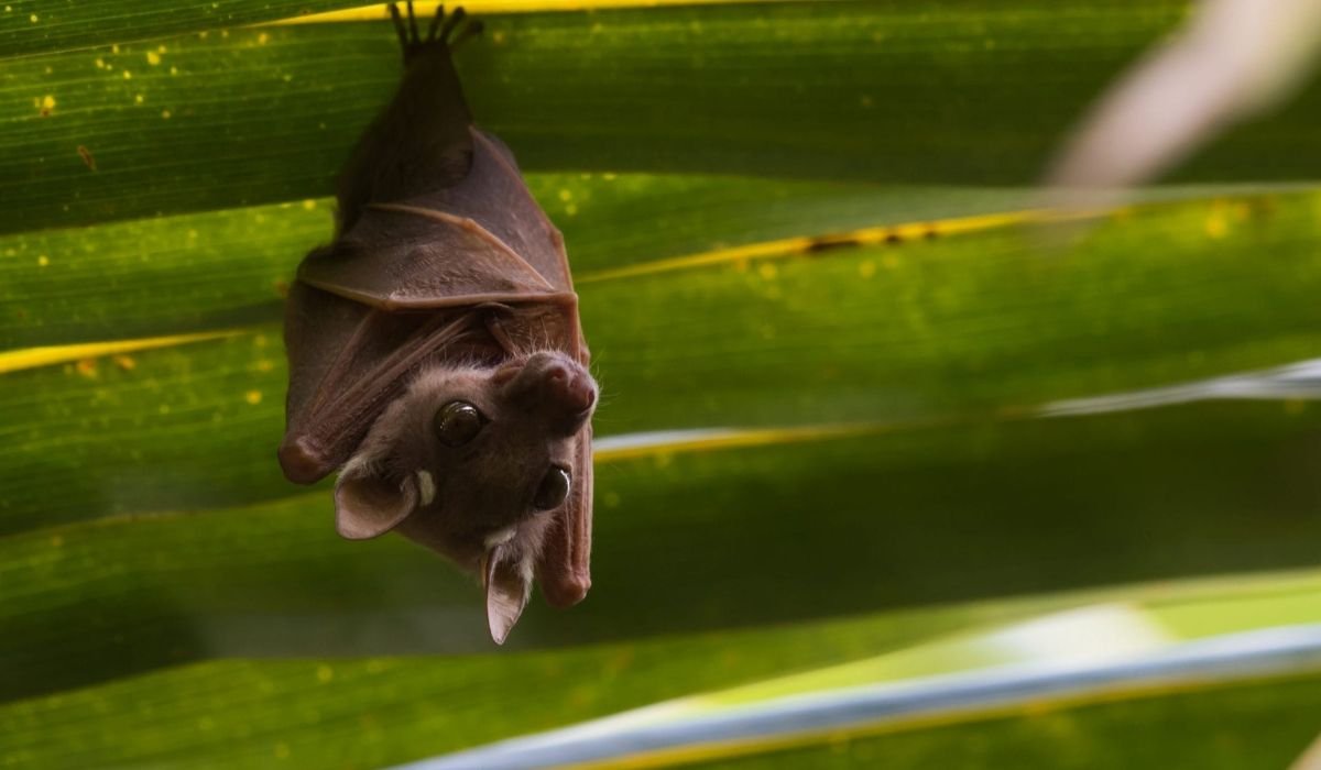 best-bat-names