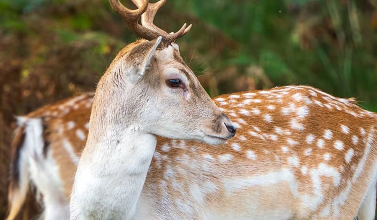 best-deer-names