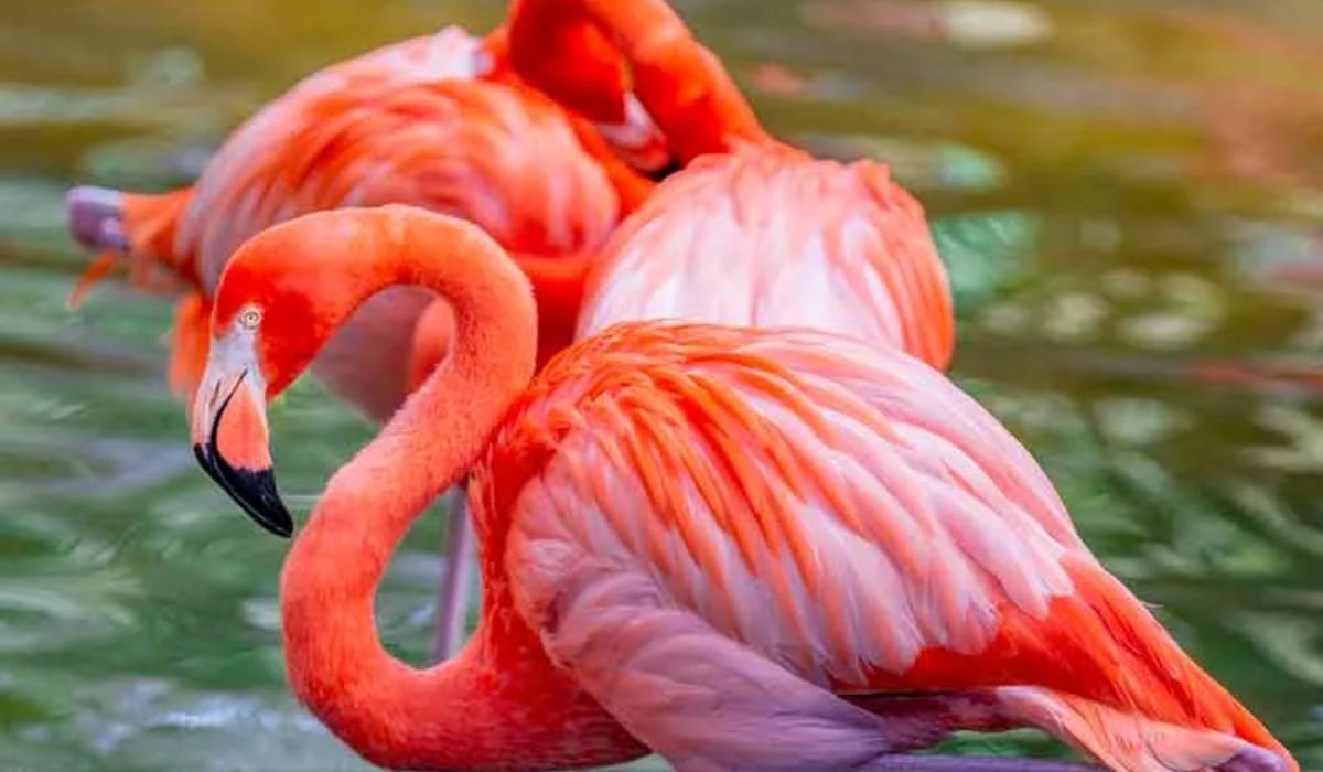best-flamingo-names-with-meaning