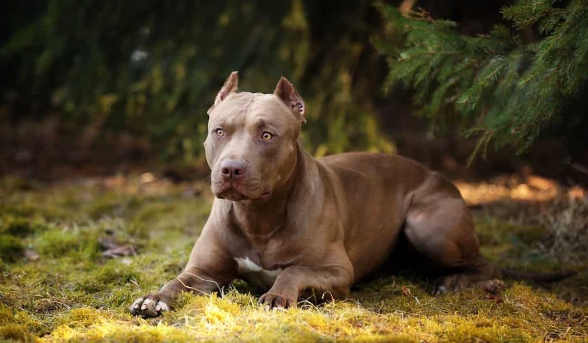 classic-male-pitbull-names