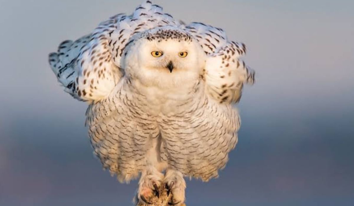 cool-gender-neutral-owl-names-ideas
