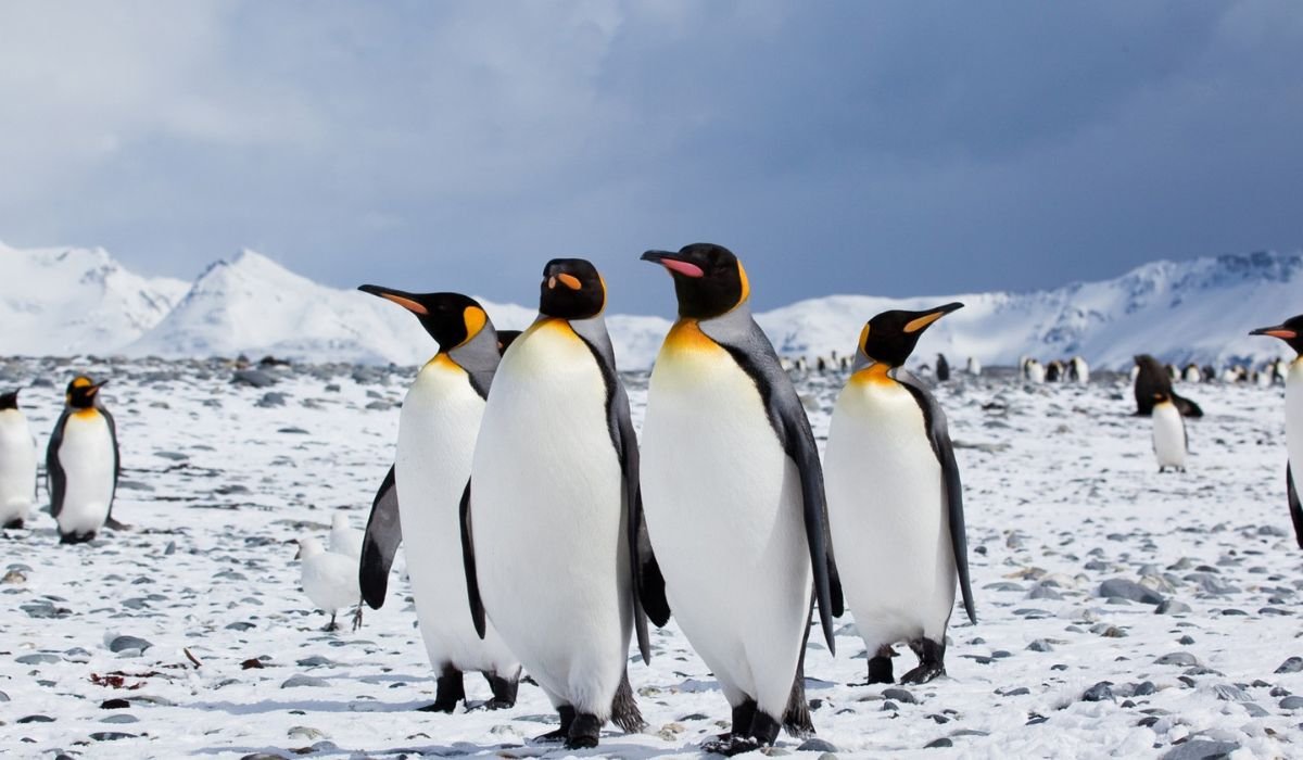 cool-penguin-names