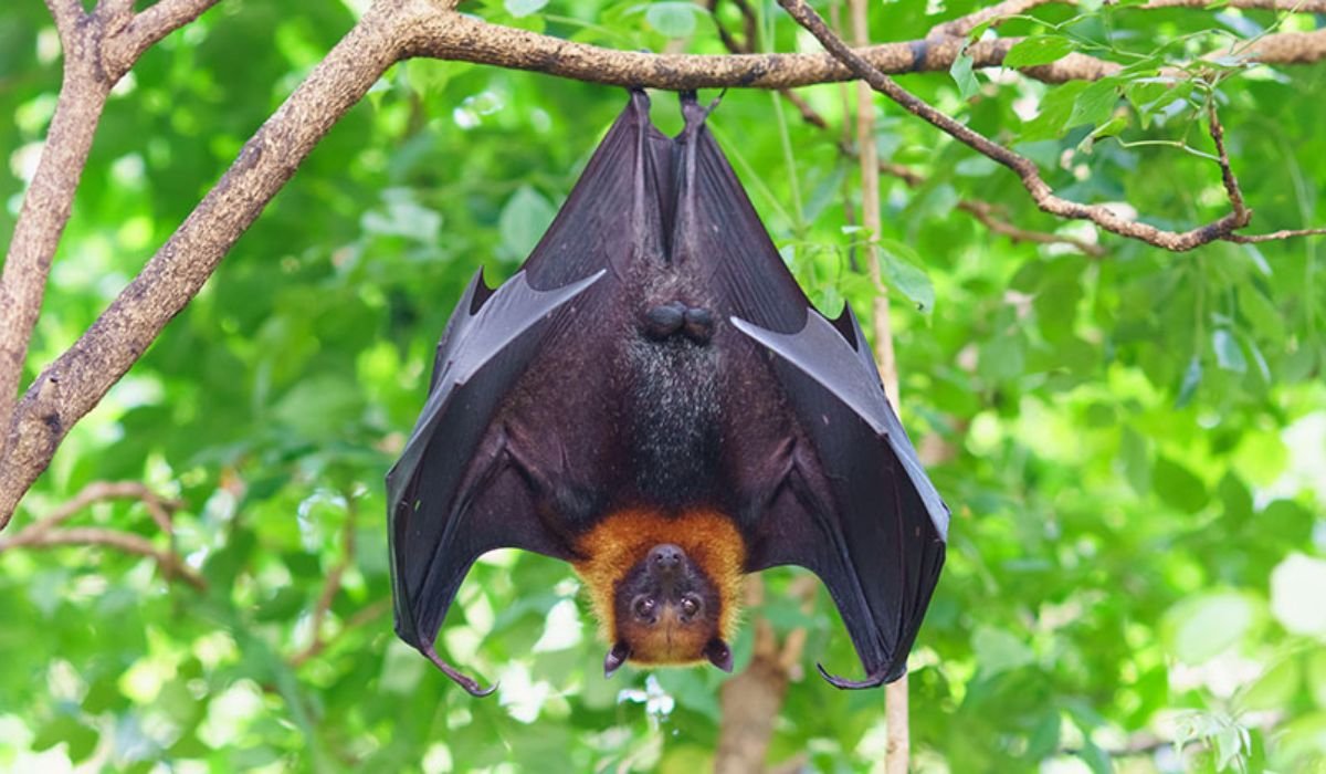cute-bat-names