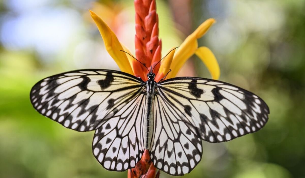 cute-butterfly-names