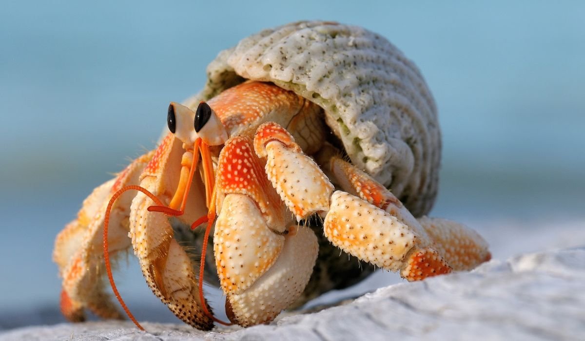 cute-crab-names