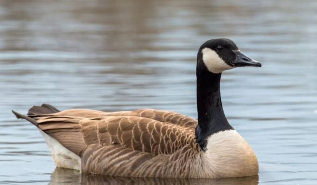 cute-goose-names