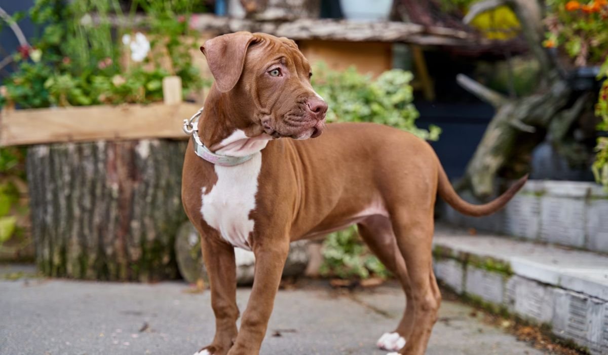 cute-male-pitbull-names