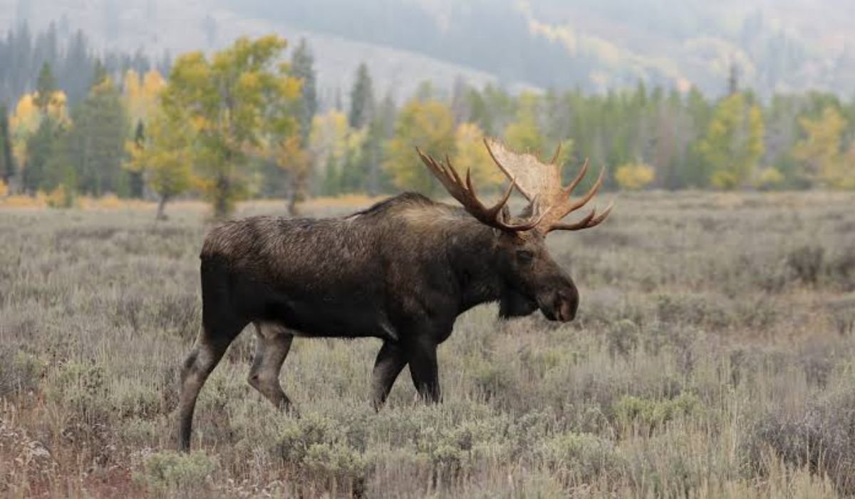 cute-moose-names-list