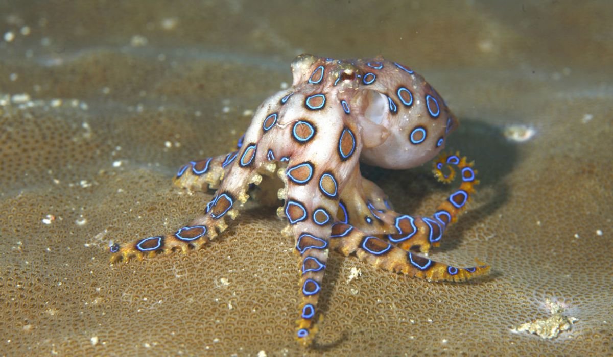cute-octopus-names