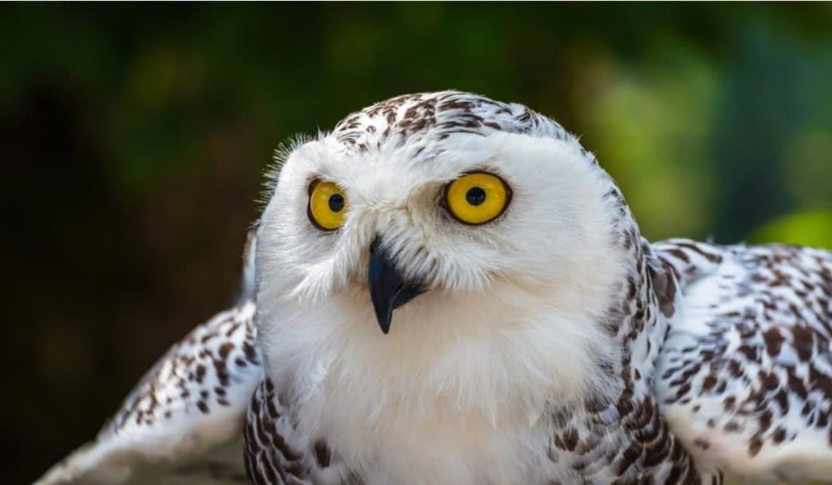 cute-owl-names-ideas