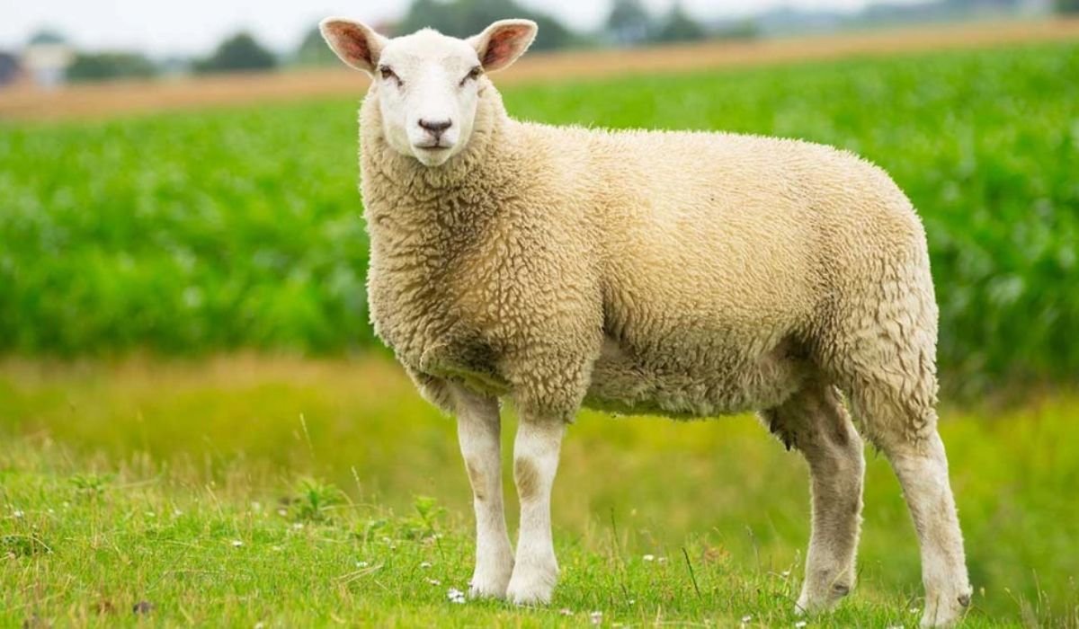 cute-sheep-names