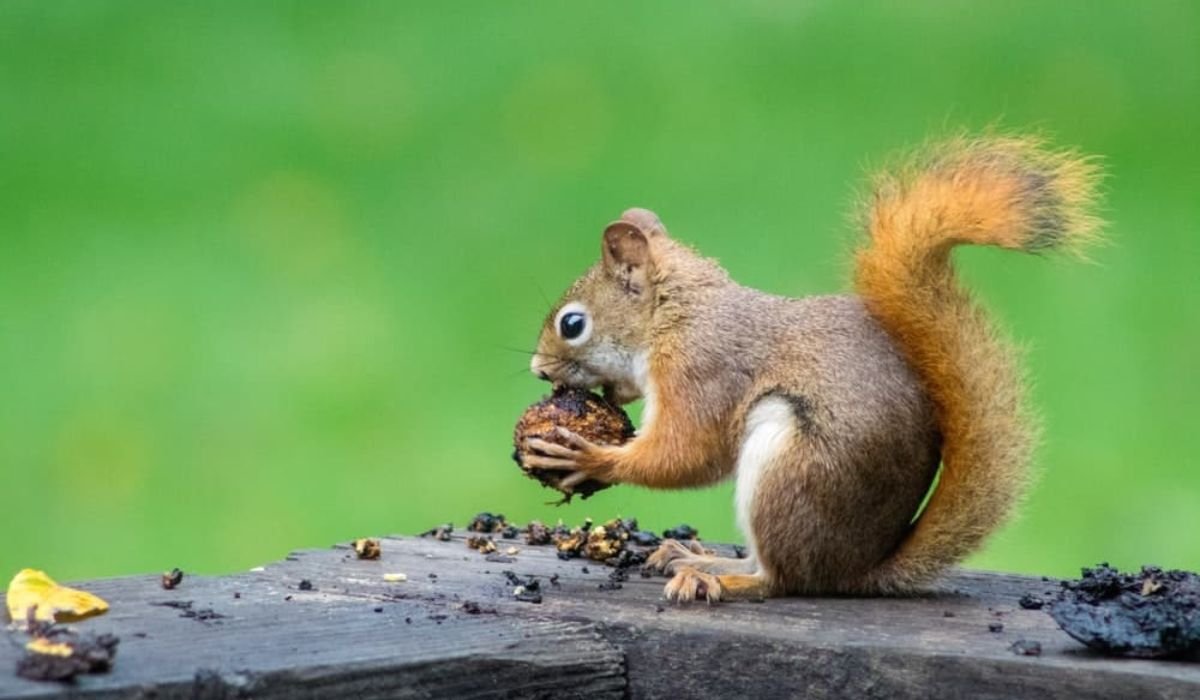 cute-squirrel-names