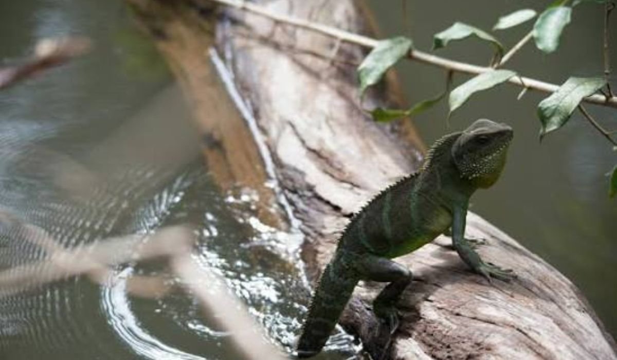 cute-water-dragon-names