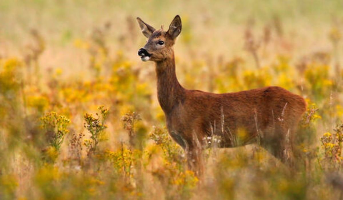 deer-names-for-pairs-or-groups