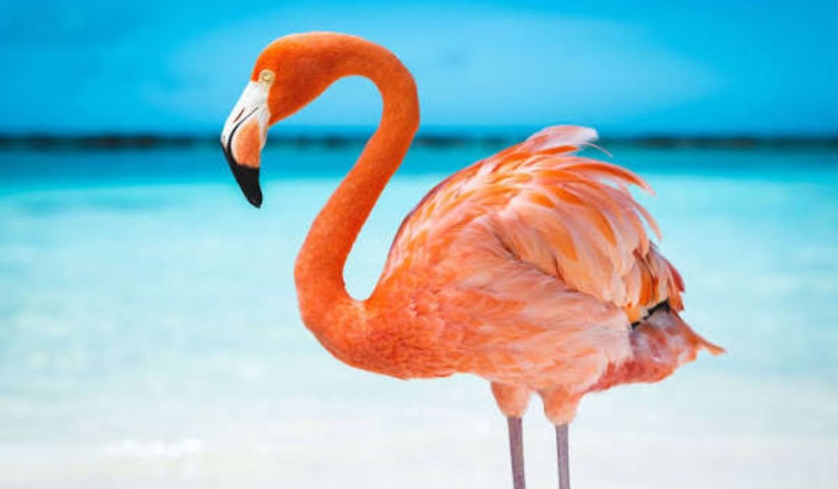 exciting-facts-about-flamingos