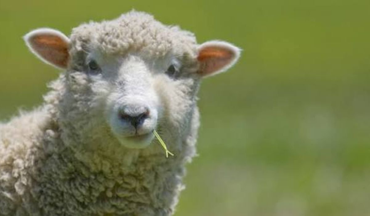 famous-sheep-names