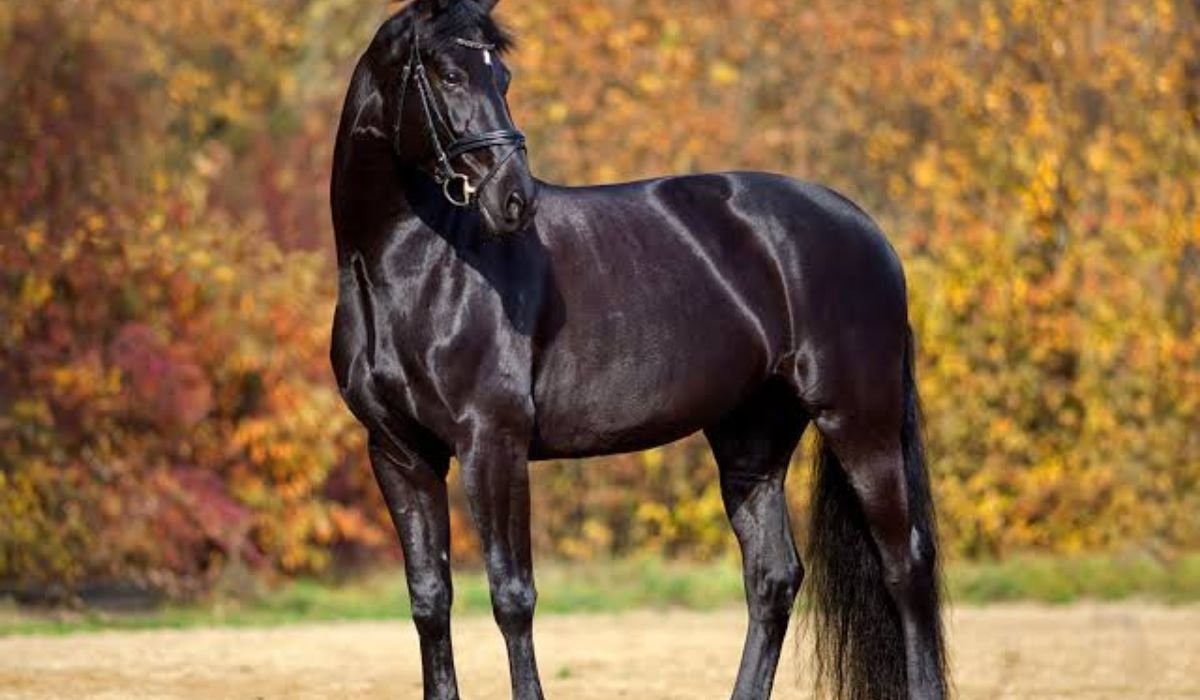 female-horse-names-starting-with-a