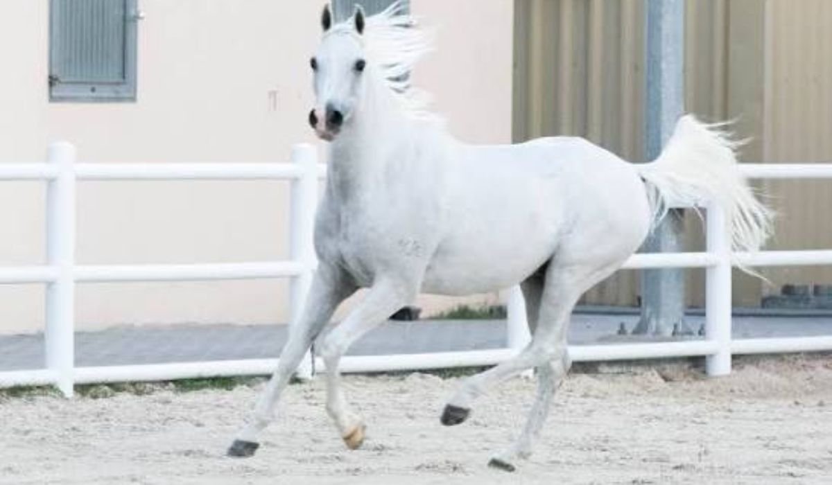 female-horse-names-starting-with-u-v-w-x-y-and-z