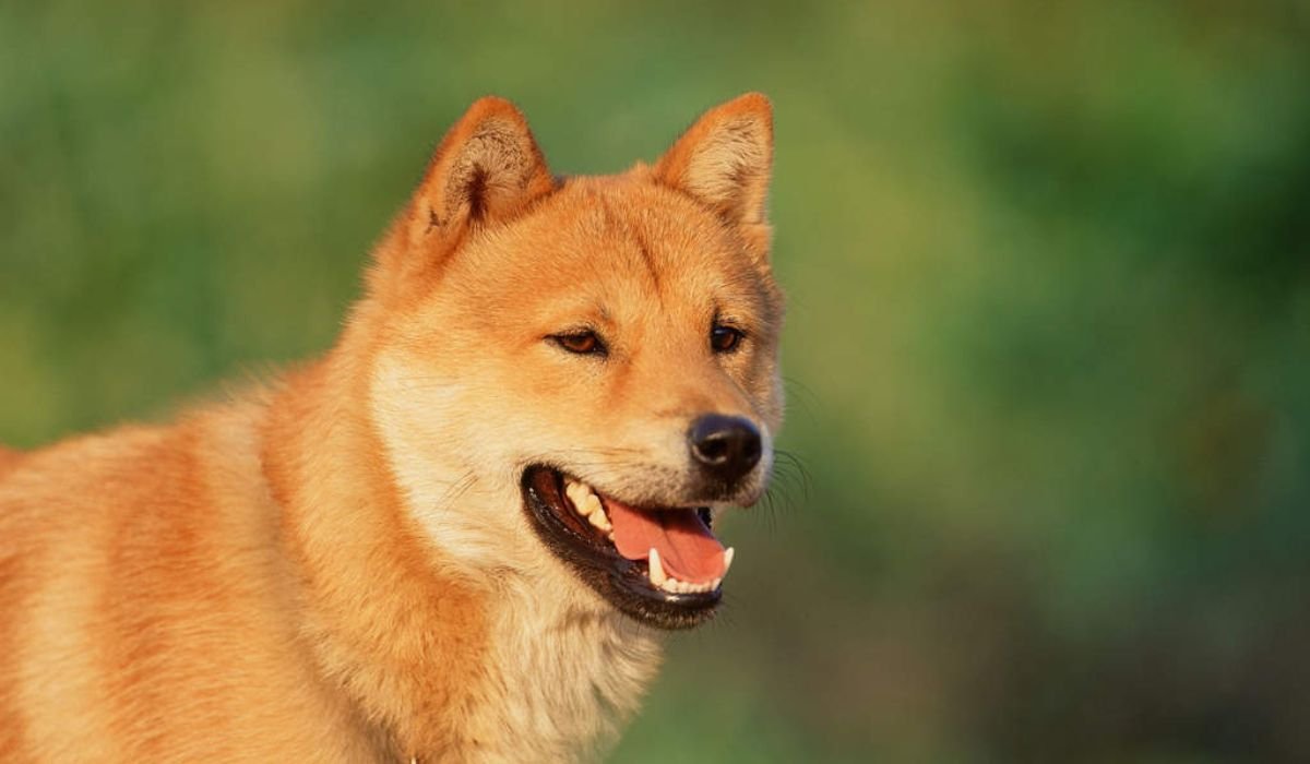 female-korean-dog-names