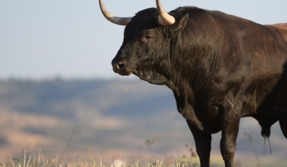 funny-bull-names-ideas