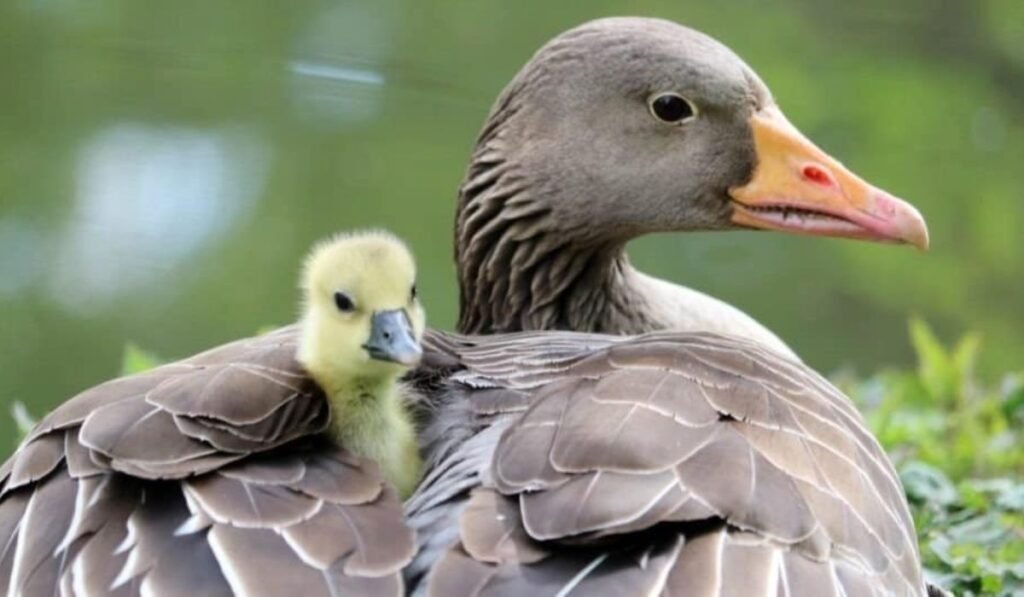 funny-goose-names