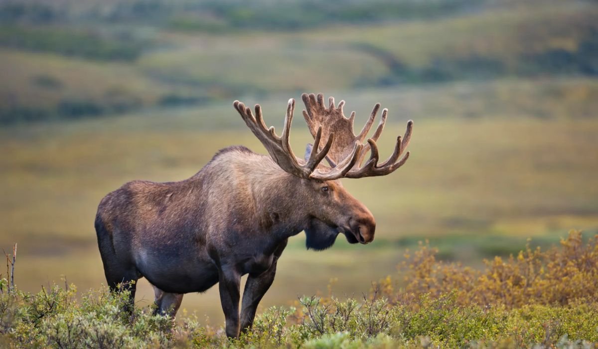funny-moose-names-list