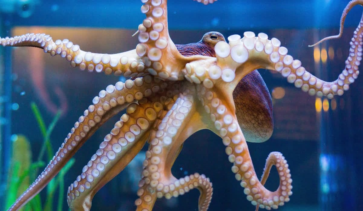 funny-octopus-names