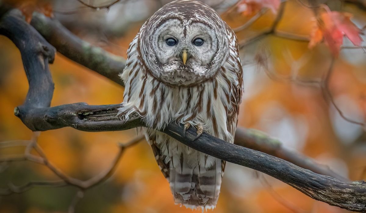 funny-owl-names-ideas