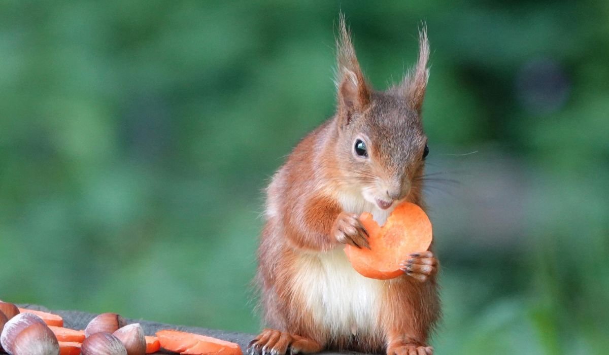 funny-squirrel-names