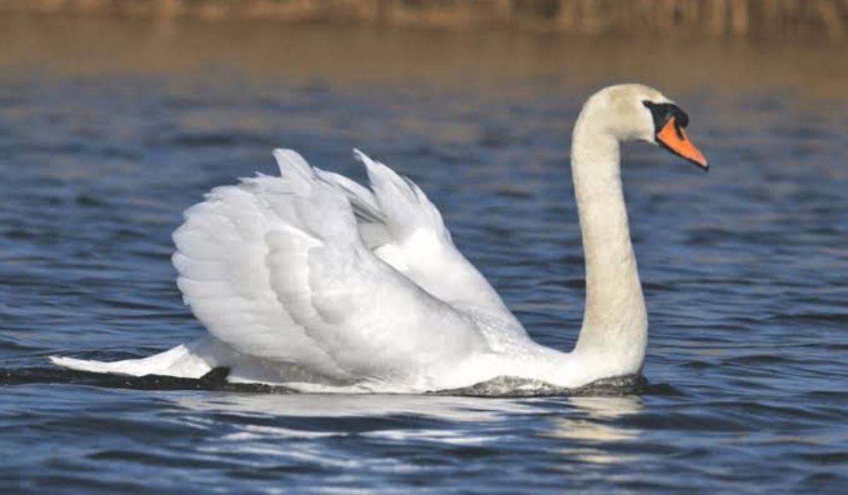 funny-swan-names