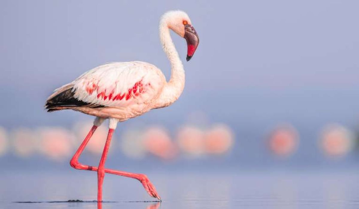 good-names-for-flamingo