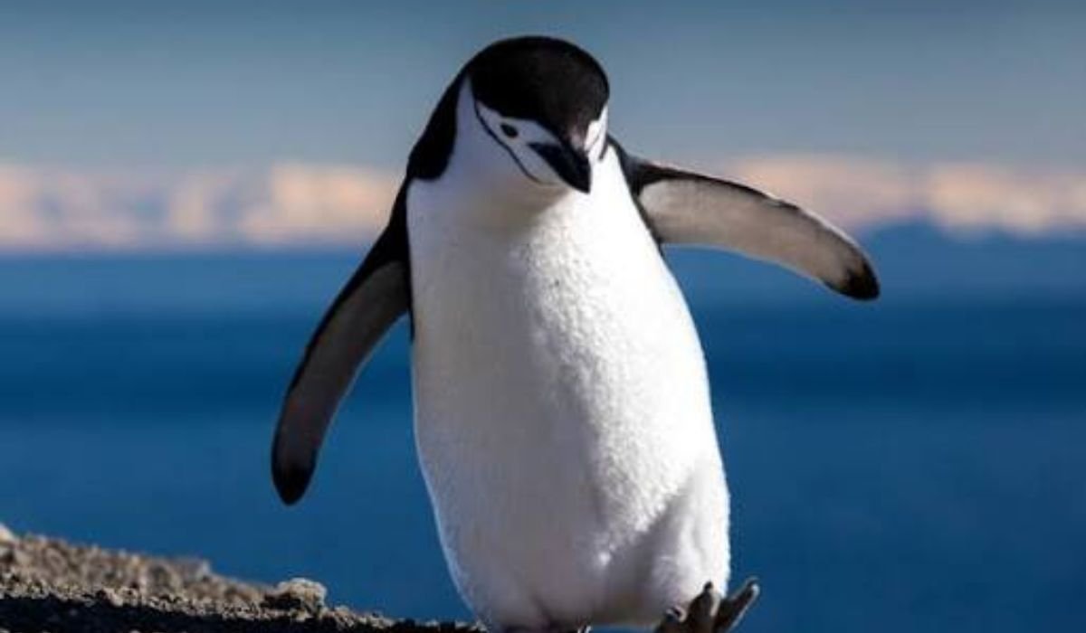 good-names-for-penguin