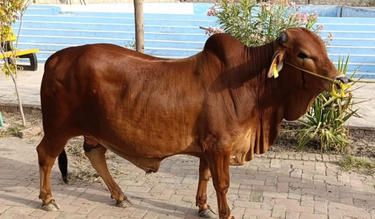 legendary-fighters-inspired-bull-names-ideas