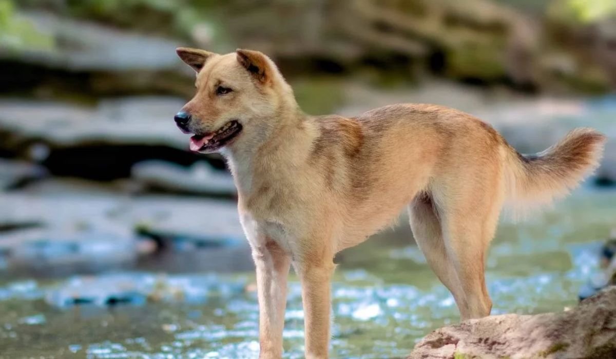 male-korean-dog-names