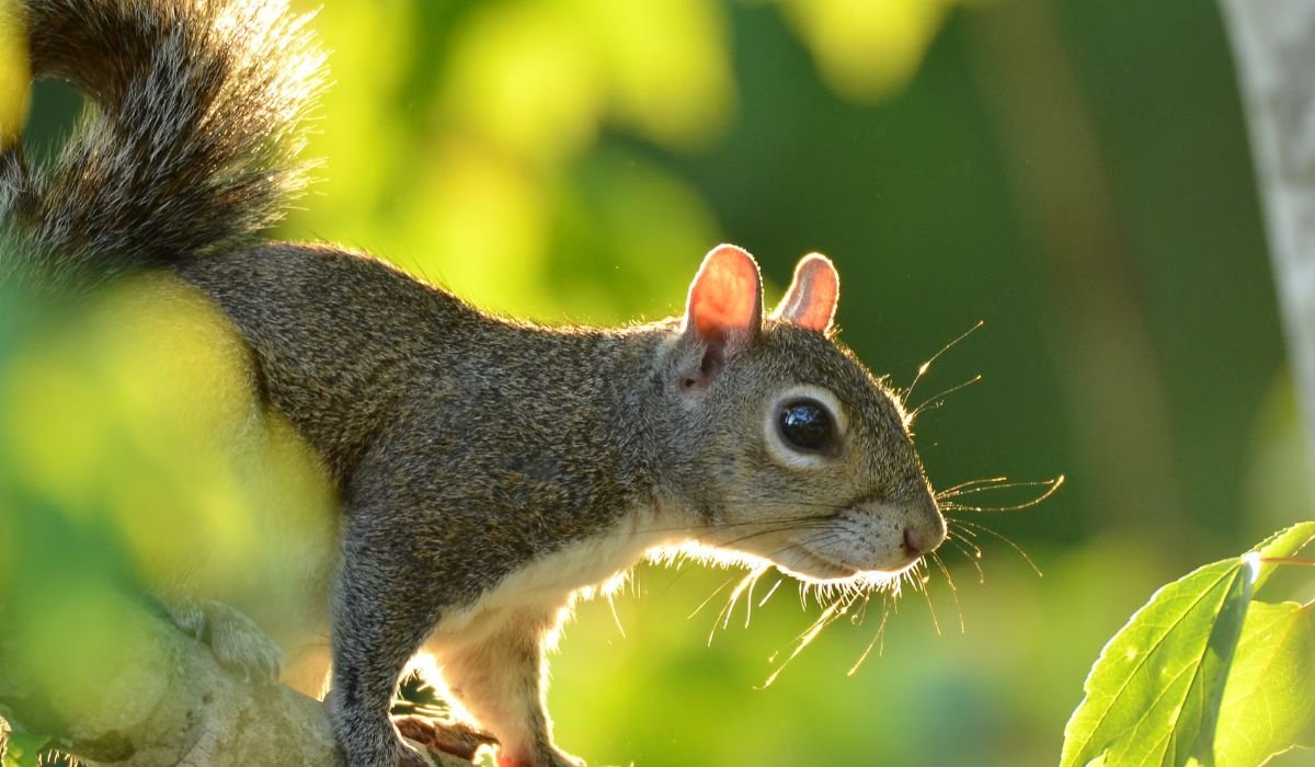 male-squirrel-names