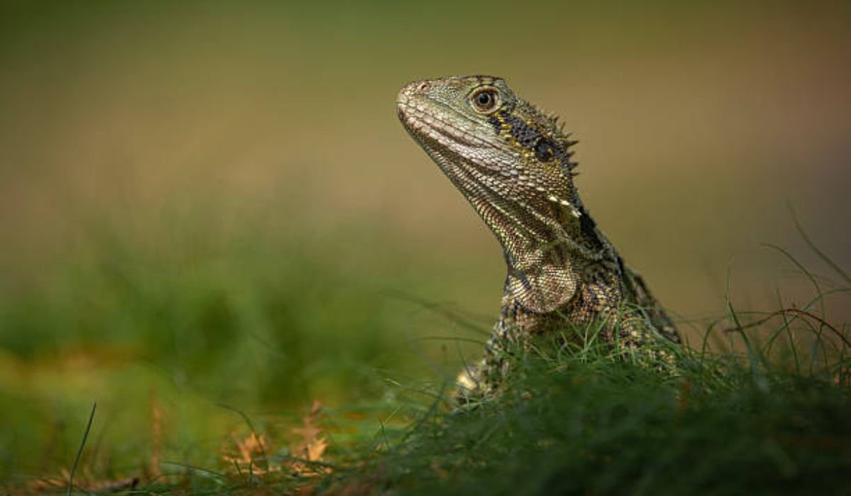 male-water-dragon-names