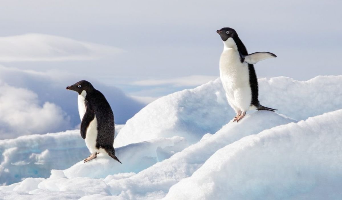most-famous-penguin-names