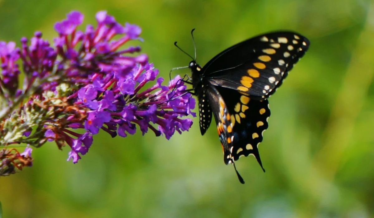 mythical-butterfly-names