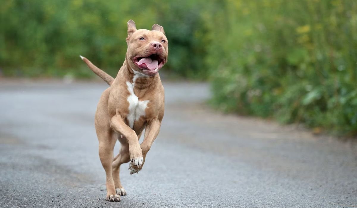 nature-inspired-male-pitbull-names