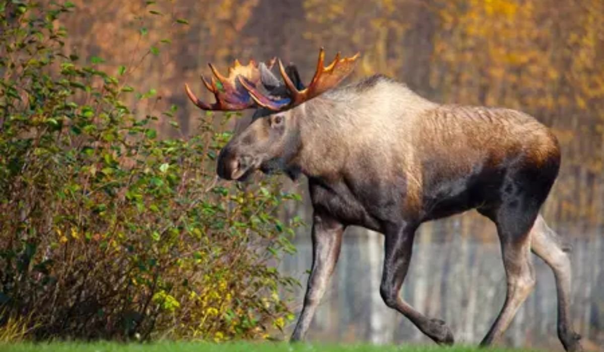 other-aesthetics-moose-names-list