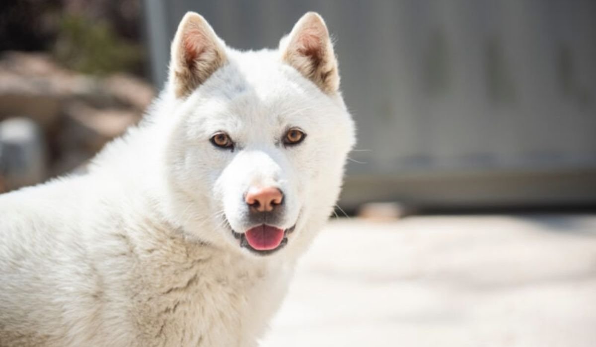 other-korean-dog-names
