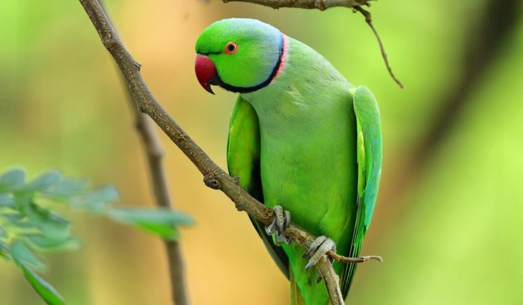parrot-breed-names