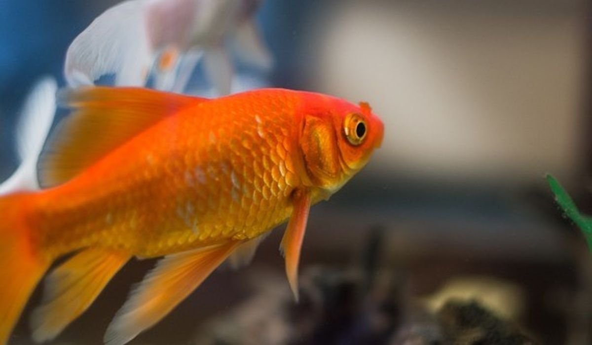sea-fish-names