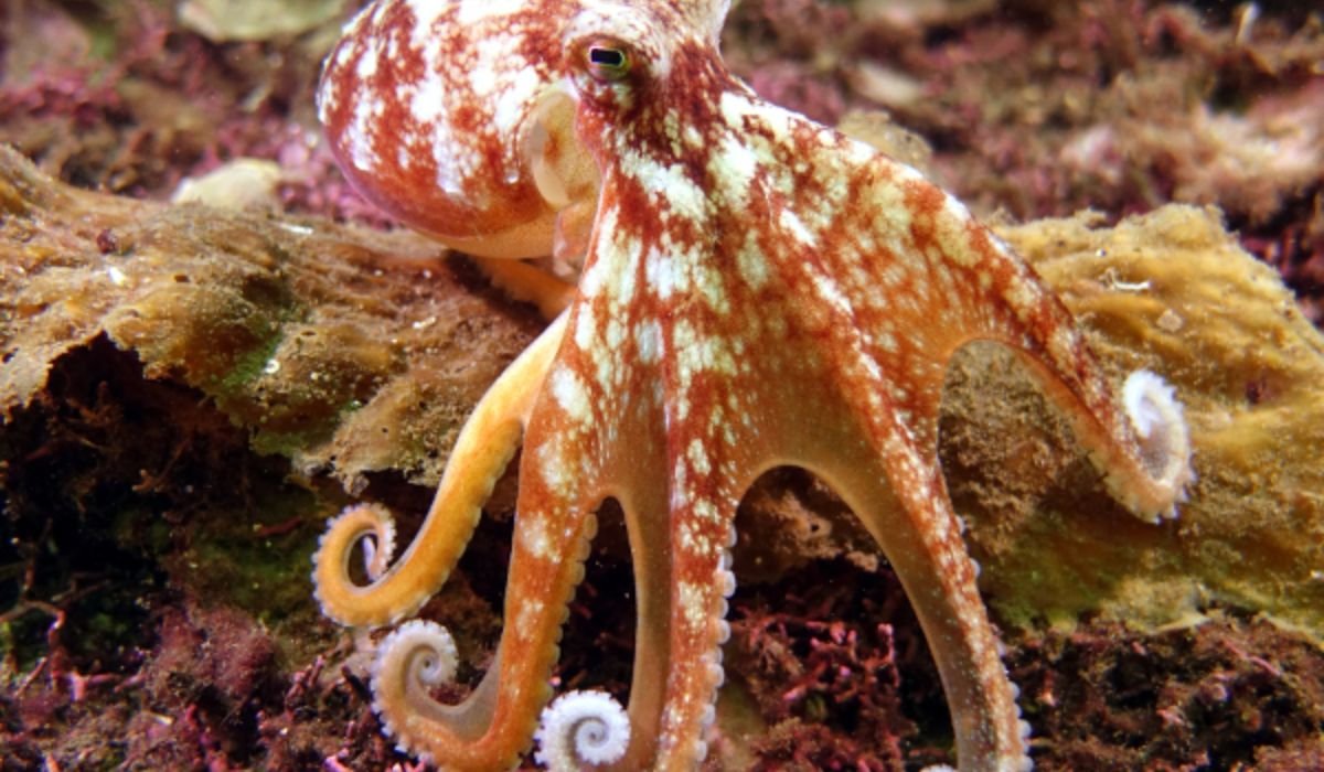 sea-inspired-octopus-names