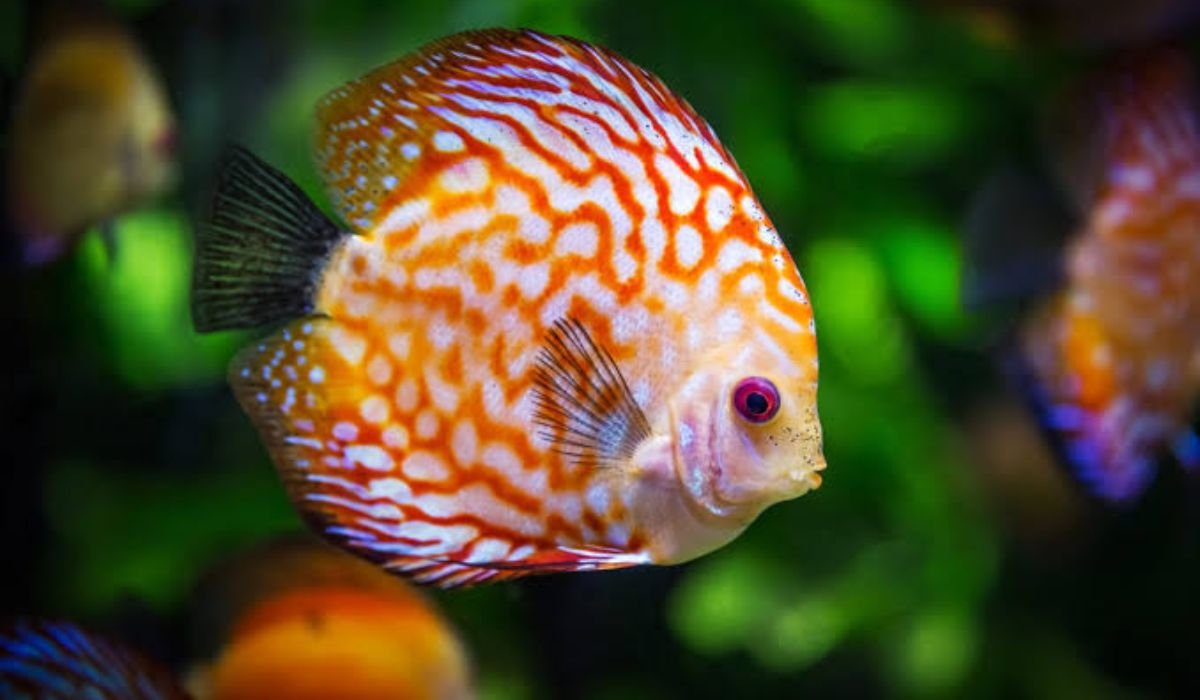 silly-and-witty-fish-name-list