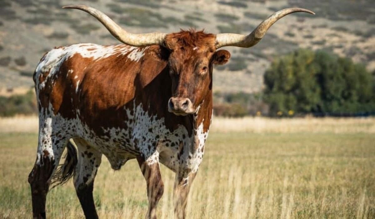 strong-bull-names-ideas