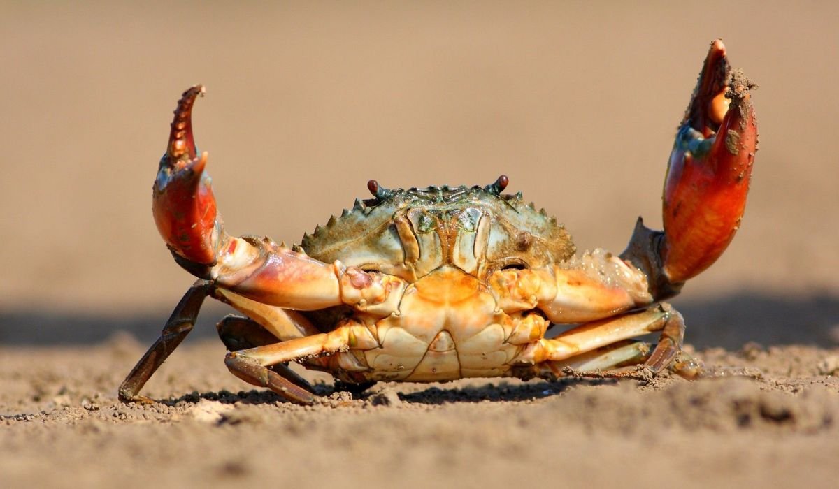 unique-crab-names